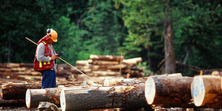 Government Invests In Forests to Strengthen Climate Protection – Hungarian Conservative