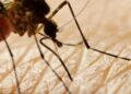 Iceland’s Mosquito Problem May Be a Scary Sign of Things To Come – Green Matters
