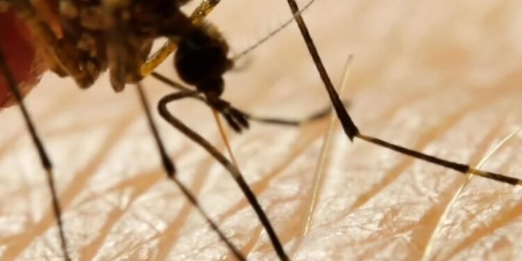 Iceland’s Mosquito Problem May Be a Scary Sign of Things To Come – Green Matters