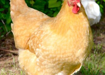 Over 100,000 chickens killed in massive poultry farm blaze in Poland – Anadolu Ajansı