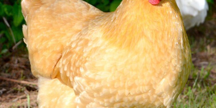 Over 100,000 chickens killed in massive poultry farm blaze in Poland – Anadolu Ajansı