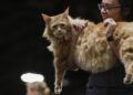 Photos from the world’s largest cat show, as 1,000 felines and their fans gather in Romania – Houston Chronicle