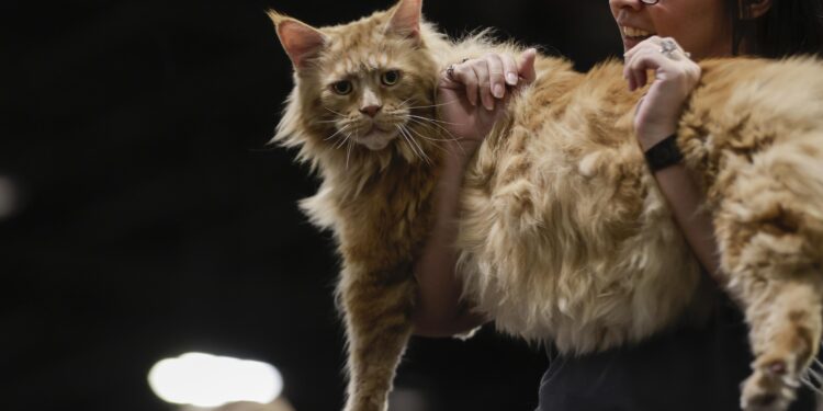 Photos from the world’s largest cat show, as 1,000 felines and their fans gather in Romania – Houston Chronicle
