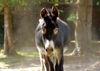 Packed House for Day 1d, Vester Vergeest Tops the Lot – PokerNews