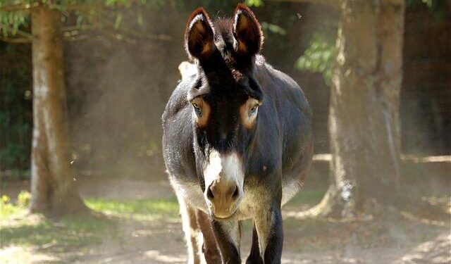 Packed House for Day 1d, Vester Vergeest Tops the Lot – PokerNews