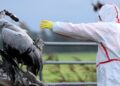Hungary reports bird flu outbreak on duck farm, WOAH says – Reuters