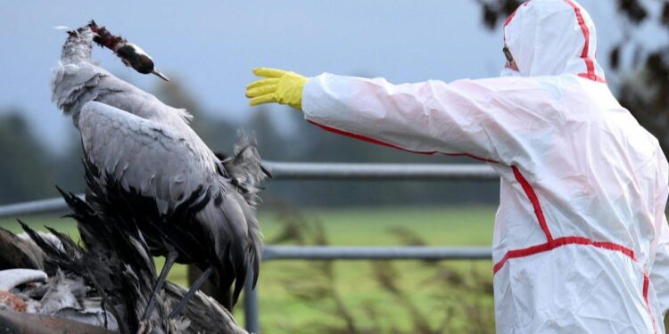 Hungary reports bird flu outbreak on duck farm, WOAH says – Reuters