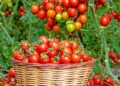 The Country That Produces The Most Tomatoes Isn’t Italy Or The US – Chowhound