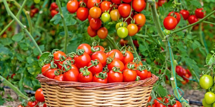 The Country That Produces The Most Tomatoes Isn’t Italy Or The US – Chowhound