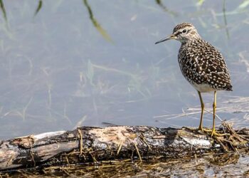 Can the illegal killing of Cyprus’ songbirds be stopped? – DW