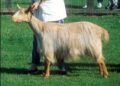 Survival plan agreed for Royal Golden Guernsey Goats – BBC