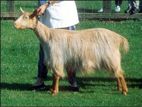 Survival plan agreed for Royal Golden Guernsey Goats – BBC