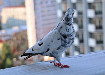 How to Launch Digital Guest Punch Cards in Ireland – Toast