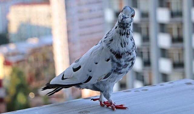 How to Launch Digital Guest Punch Cards in Ireland – Toast