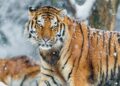 Kazakhstan to Welcome First Amur Tigers from Russia in 2026 – The Astana Times