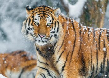 Kazakhstan to Welcome First Amur Tigers from Russia in 2026 – The Astana Times