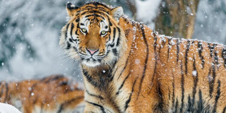 Kazakhstan to Welcome First Amur Tigers from Russia in 2026 – The Astana Times