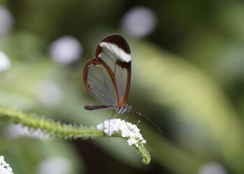 GRETA publishes its fourth report on Bulgaria – Council of Europe