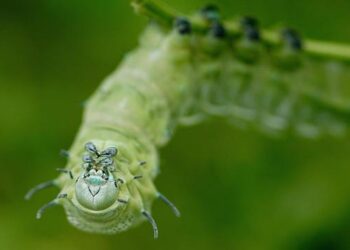 Caterpillar in the Czech Republic – Caterpillar Inc