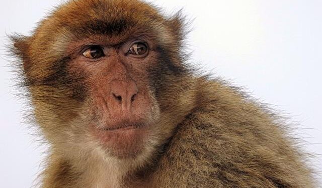 Gibraltar vs Cyprus – Group Phase – FIBA U16 Women’s EuroBasket 2025, Division C – fiba.basketball