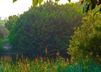 Iceland just found its first mosquitoes – CNN