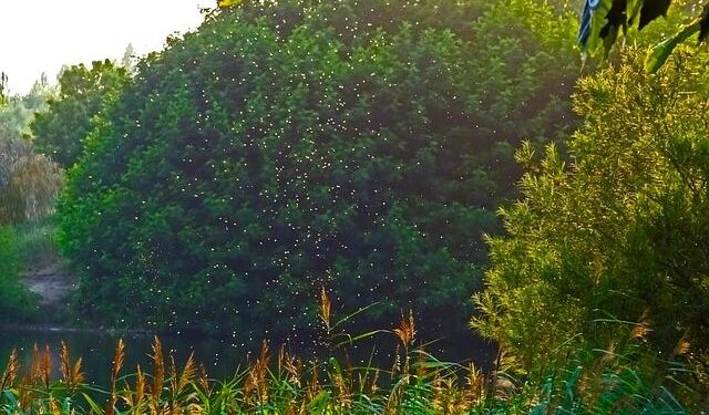 Iceland just found its first mosquitoes – CNN