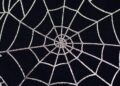 World’s largest spider web housing 110,000 spiders found on Albania-Greek border, shocks researchers – The Times of India