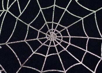 World’s largest spider web housing 110,000 spiders found on Albania-Greek border, shocks researchers – The Times of India
