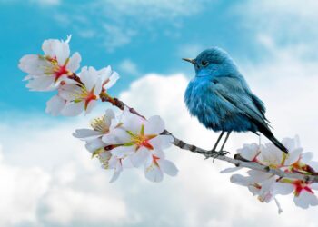 Deputy FM Kostanyan, Heads of EU Diplomatic Missions accredited in Armenia discuss Armenia-EU Visa Liberalization Action Plan – Armenpress