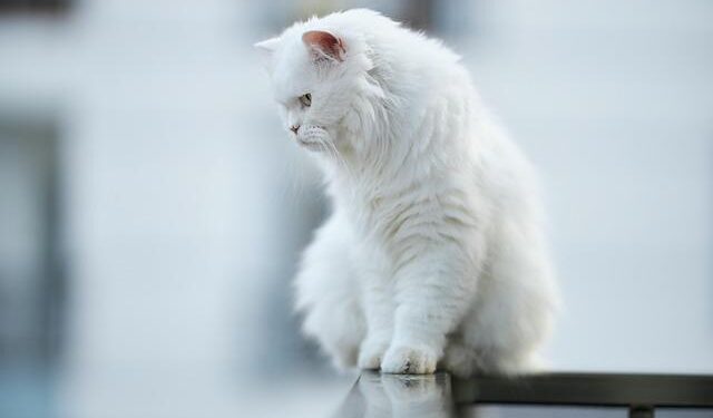 Alex Scott: Who is Bournemouth & England star? – BBC