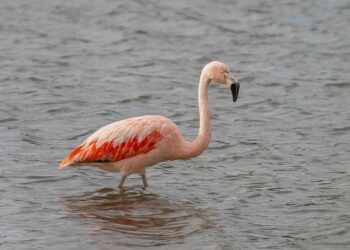 Flamingo missing from Cornwall park appears to be in France – BBC