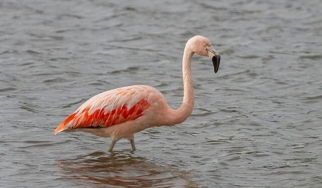 Flamingo missing from Cornwall park appears to be in France – BBC