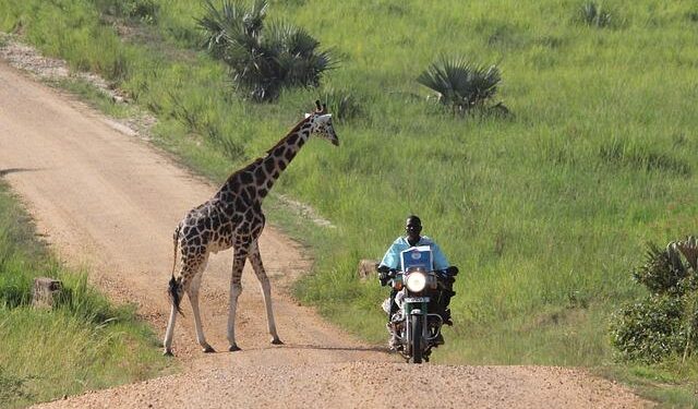 Italy probes claims wealthy tourists paid to shoot civilians on ‘human safaris’ during Bosnian War – Ynetnews