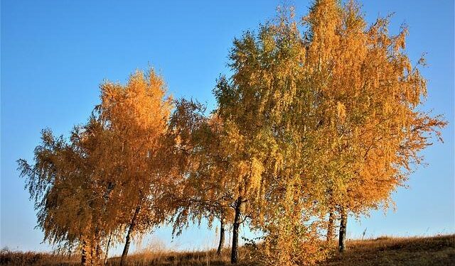 Moldova appoints pro-EU Munteanu as prime minister – Reuters