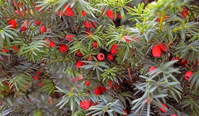 EIB to open representation office in North Macedonia – SeeNews