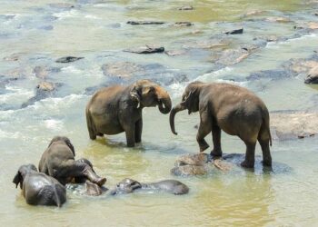 E&E News: Sri Lankan freshwater fishers hope to flip invasive species threat – POLITICO Pro
