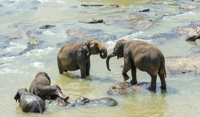 E&E News: Sri Lankan freshwater fishers hope to flip invasive species threat – POLITICO Pro