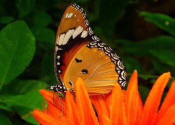 Flying Tiger to open second store in North Macedonia on Nov 14 – SeeNews