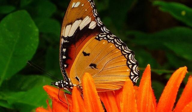 Flying Tiger to open second store in North Macedonia on Nov 14 – SeeNews