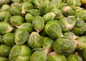 Can Brussels save Slovakia’s bears? – Euractiv