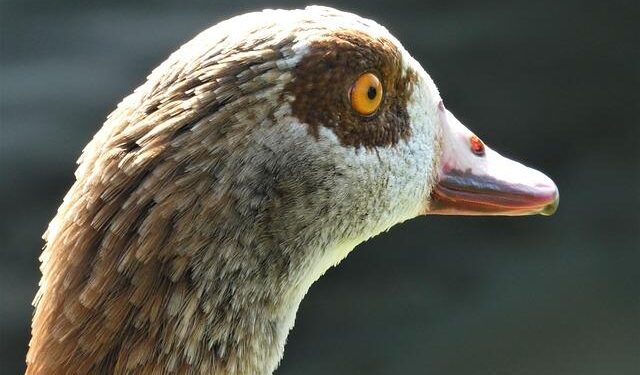 World Cup – UEFA Qualifiers – Group K – Andorra v Albania – Reuters Connect