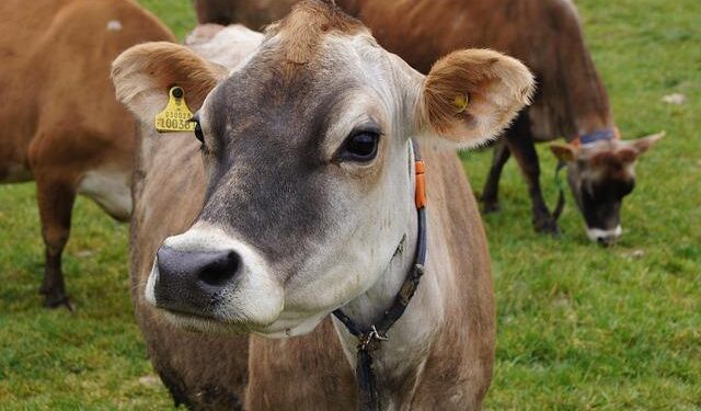 Jersey government pays contingency costs for Loganair flights – BBC