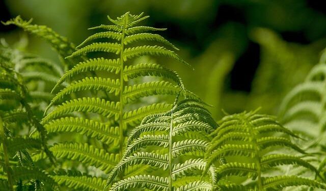 Sapio to build 5-MW green hydrogen plant for Solvay in Italy – Renewables Now