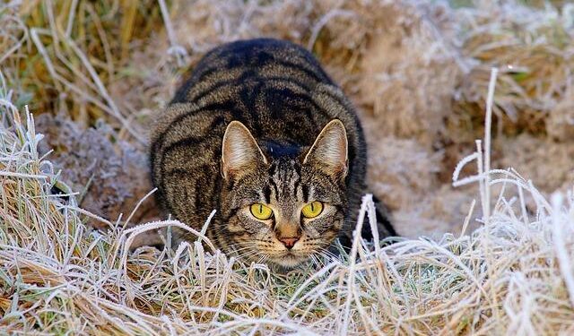 Yellow Alert Issued for Strong Winds in Eastern and Southeastern Bulgaria – Novinite.com