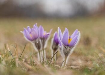 Implementation of lower US tariffs on Switzerland targeted in coming days – Yahoo Finance