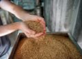 Specialty Malt Industry Analysis in the United Kingdom | Global Market Analysis Report – 2035 – Fact.MR