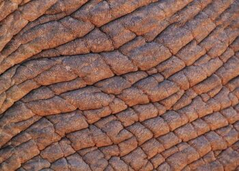 Is Ireland vs South Africa on TV? Kick-off time, channel and how to watch Springboks clash – The Independent