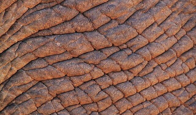 Is Ireland vs South Africa on TV? Kick-off time, channel and how to watch Springboks clash – The Independent