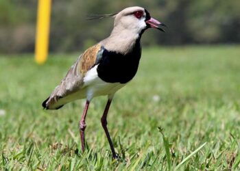 FBI-wanted ‘Cryptoqueen’ issued court ultimatum – BBC