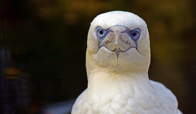 North Macedonia’s local elections were competitive but adversely affected by legal shortcomings and political polarization: international observers – OSCE.org